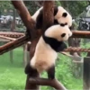 Pandas Fofinhos 🐼 12