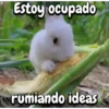 Funny's Rabbit 🥕🐇 5