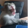 Monitos 🐵🐵🐵 6