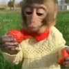 Monos. | @ocenferios  Haki. 5