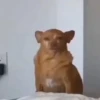 🎵 TIKTOKeando 37🎵 18