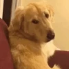 Animais engraçados  9