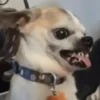 Tô com raiva 9