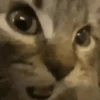 Animais do TikTok 😹 15