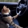 Funny Cats 😹✨ 10