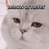 Everyday Cats 🐈‍⬛ 12