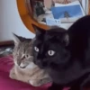 FoFuSpEtS 24