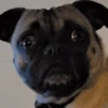 🐶 PERRITOS PAL GRUPO 🐾 5