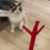 GATOS FOFOS E ENGRAÇADOS 😸 12