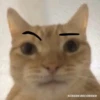 Gatos para tus chats  5