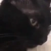 Gatos divertidos  7