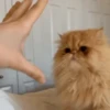 Gatos funny Cats 😹🐈🐈‍⬛ 12