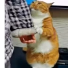 Gatos Michis Mood Funny 😹🤣 10