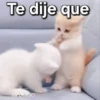 Gatos contestones 😼🐈‍⬛😹 6
