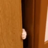 Gatos Curiosos 2😼👁️‍🗨️  11