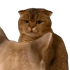 Meme Kucing Viral #2 🐱 14