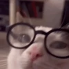 Gatos cura depresión😻animado 5