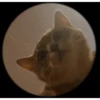 Pedro Pedro Pedro. TikTok mascotas 12