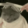 Gato 20