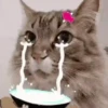 Gato triste y enojado 😎 11