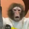 Monos y changuitos 6🐒🦍🦧 6