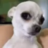 Funny Dogs🐾🐶 16