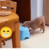 FoFuSpEtS 13
