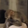 Monos y changuitos 6🐒🦍🦧 19