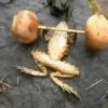 Rana saltando 🐸 12