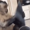 🙈 MONITOS PA' REACCIONAR 🙉 14