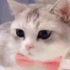 🧡🐱Michitos randoms🐱🧡 5