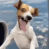 Videolar  5