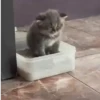 Gatitos pa tu Chat😹😻 7
