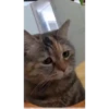Cats 5