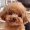 Perros 01mov 18