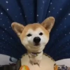 🐱 Fisheye-lens pets 18