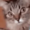 Gatos engraçados 12