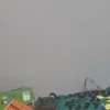 Animadas 10