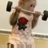 Macaco | Macaquinho 🐒 12