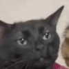 GATOS PARA REAGIR 12