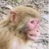 Macacos rindo 🙊🐵😂 6