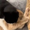 Varios gata 27