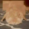 🐰CONEJOS TIERNOS🐰 10