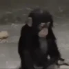Monitos bonitos ❤️🐵✨ 9