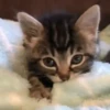 Gatitos. | @ocenferios  Haki. 10