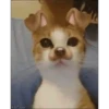 Gatinhos  8