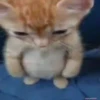 Memes De Gatos Animados 🗿 9