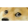 Doge animated stickers 12