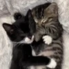 Gatinhos 10