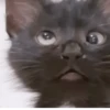 FoFuSpEtS 9